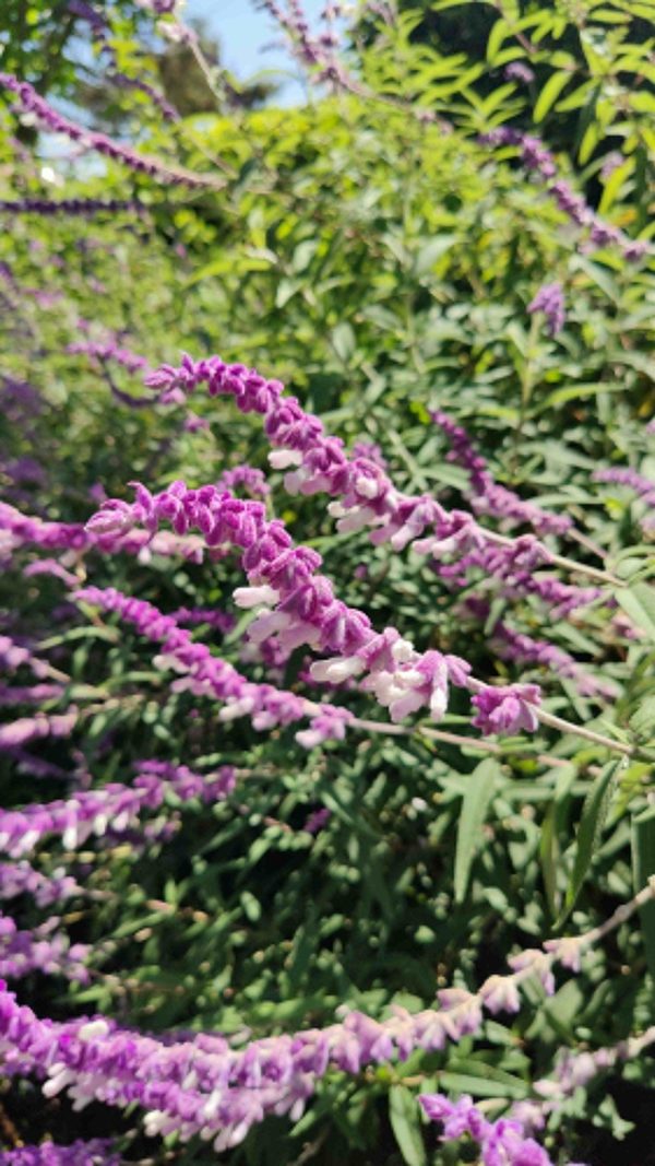 Mexican bush sage ( Salvia leucantha)