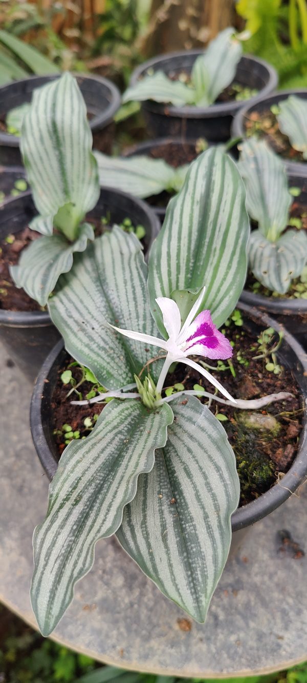 Kaempferia angustifolia - Image 3