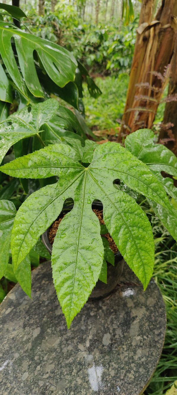 Trevesia palmata - Image 2