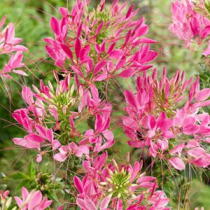 Cleome spinosa 'Pink Queen' Seeds(10)