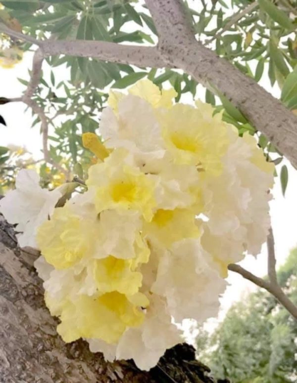 Tabebuia Sun Moon - Image 2