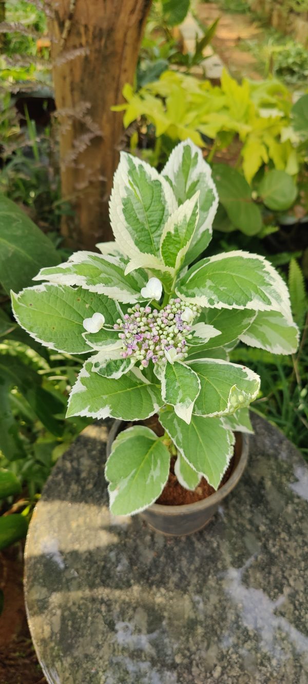 Hydrangea variegated - Image 2