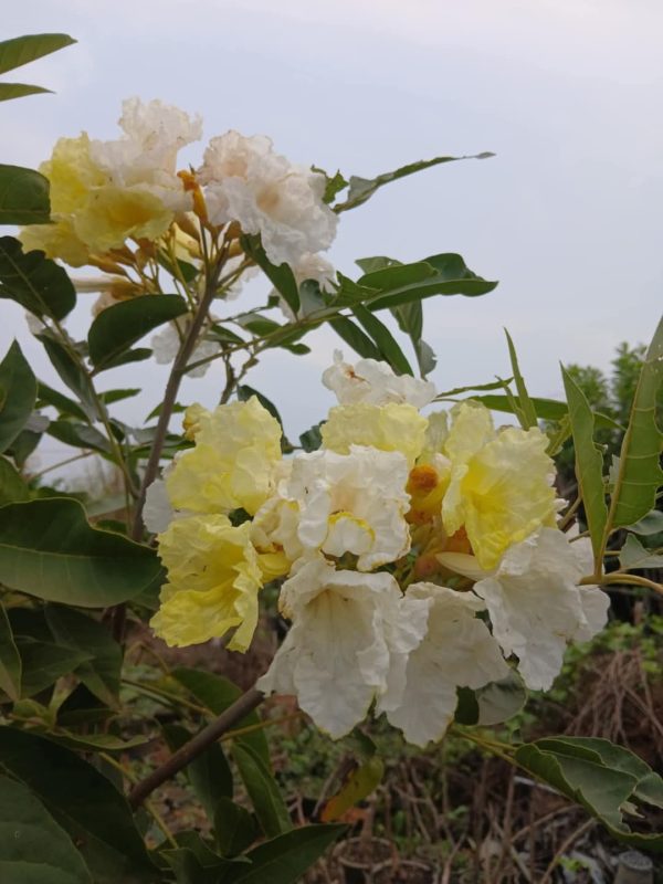 Tabebuia Sun Moon - Image 5