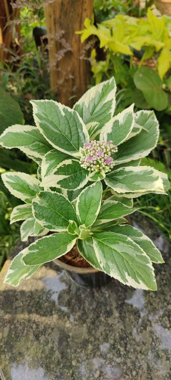 Hydrangea variegated