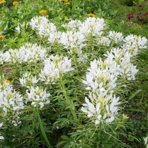 Cleome hassleriana 'White Queen' (Spider Flower) SEEDS ( 10)