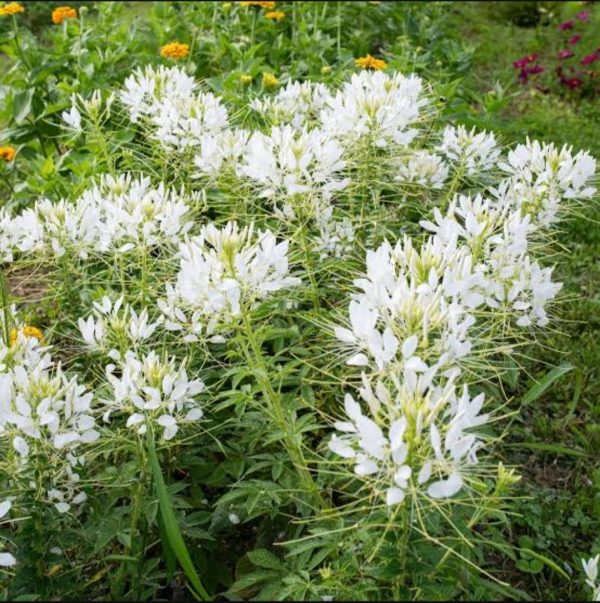 Cleome hassleriana 'White Queen' (Spider Flower) SEEDS ( 10)