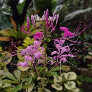 Cleome spinosa 'Pink Queen'