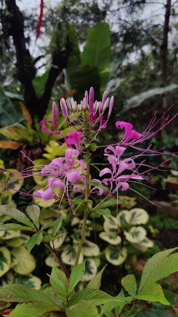 Cleome spinosa 'Pink Queen'