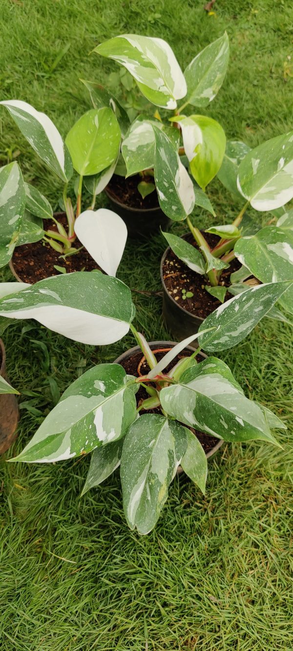 Philodendron white princess