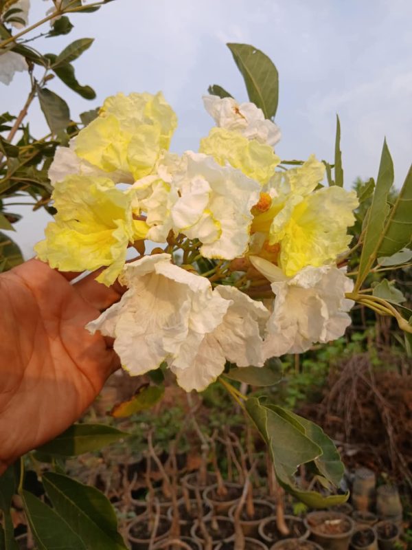 Tabebuia Sun Moon - Image 6