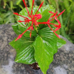 Ixora twisted leaves( new variety)