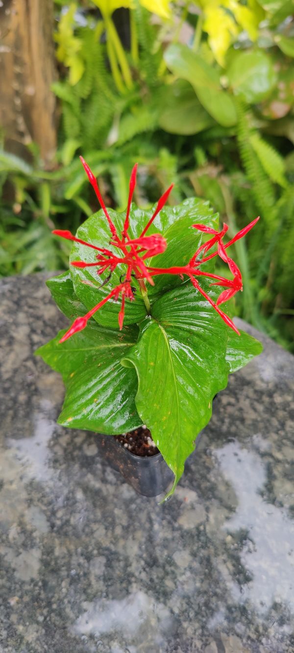 Ixora twisted leaves( new variety)