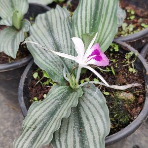 Kaempferia angustifolia