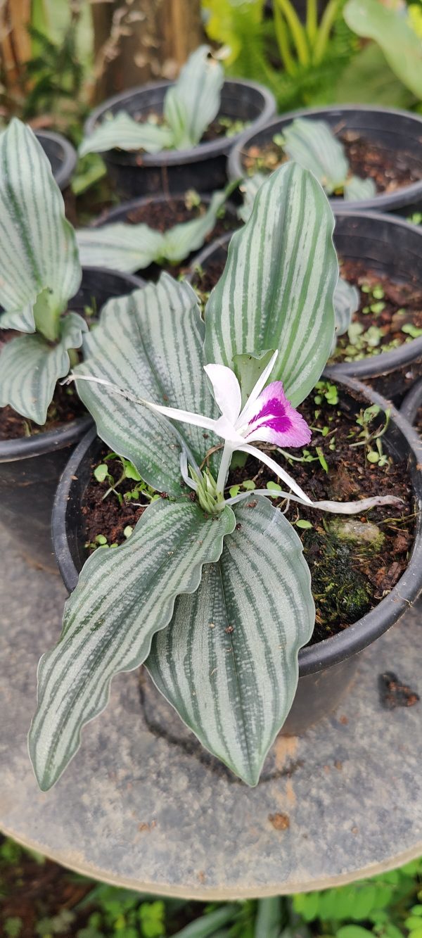 Kaempferia angustifolia