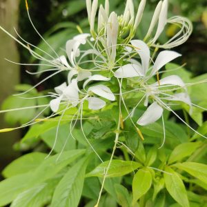 Cleome hassleriana 'White Queen' (Spider Flower) Plant