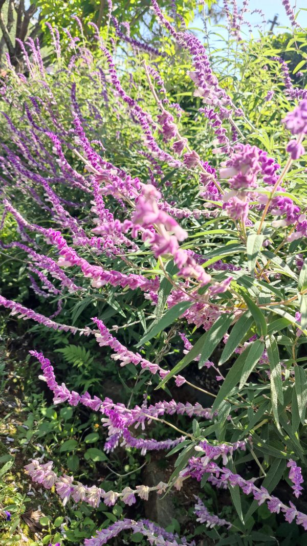 Mexican bush sage ( Salvia leucantha) - Image 2