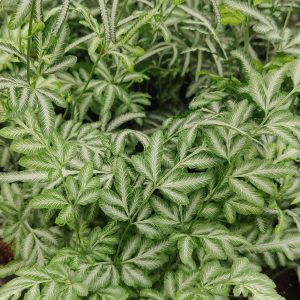 Pteris Ensiformis Fern