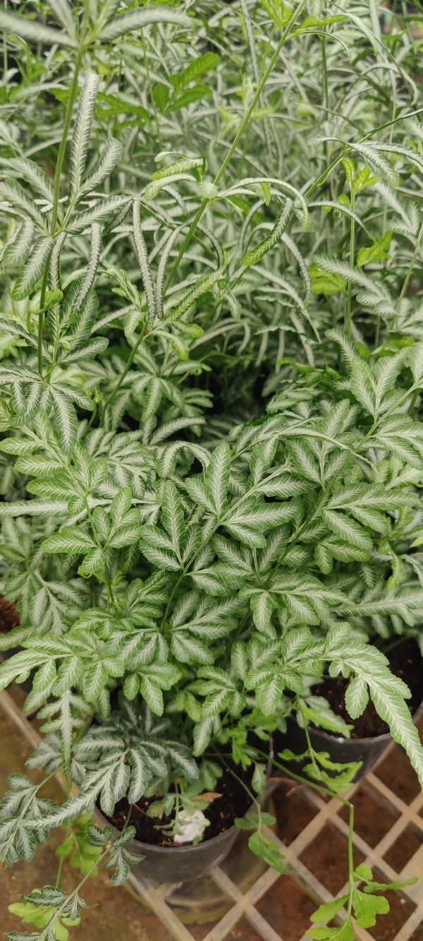 Pteris Ensiformis Fern