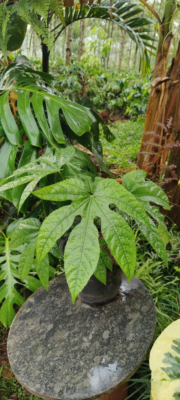 Trevesia palmata