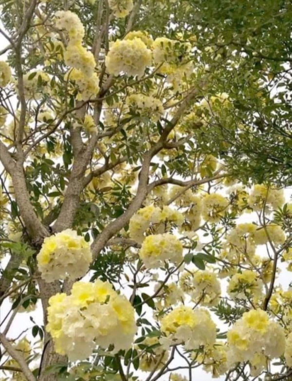 Tabebuia Sun Moon