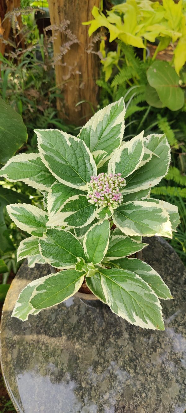 Hydrangea variegated - Image 3