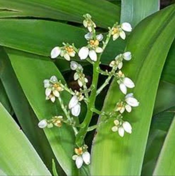 Xiphidium caeruleum