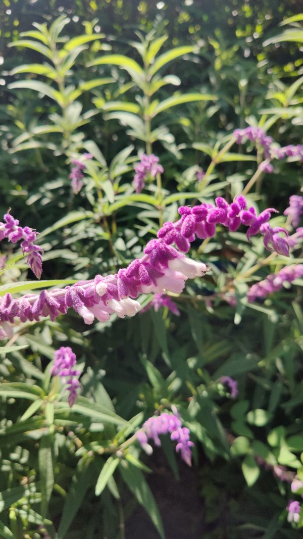 Mexican bush sage ( Salvia leucantha) - Image 3