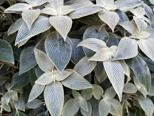 Persian Shield Silver  (Strobilanthes gossypinus) - Image 2