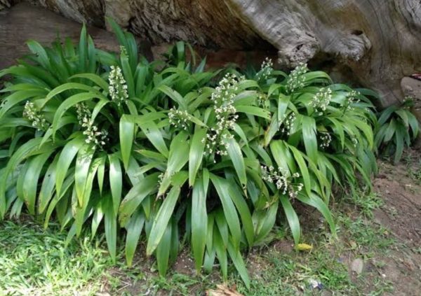 Xiphidium caeruleum - Image 3