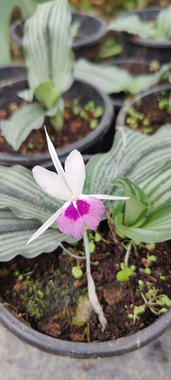 Kaempferia angustifolia - Image 2