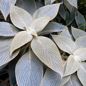 Persian Shield Silver  (Strobilanthes gossypinus)