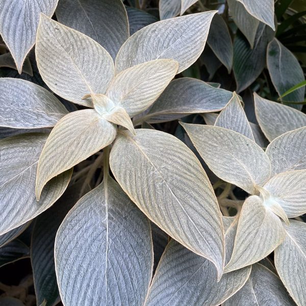 Persian Shield Silver  (Strobilanthes gossypinus)