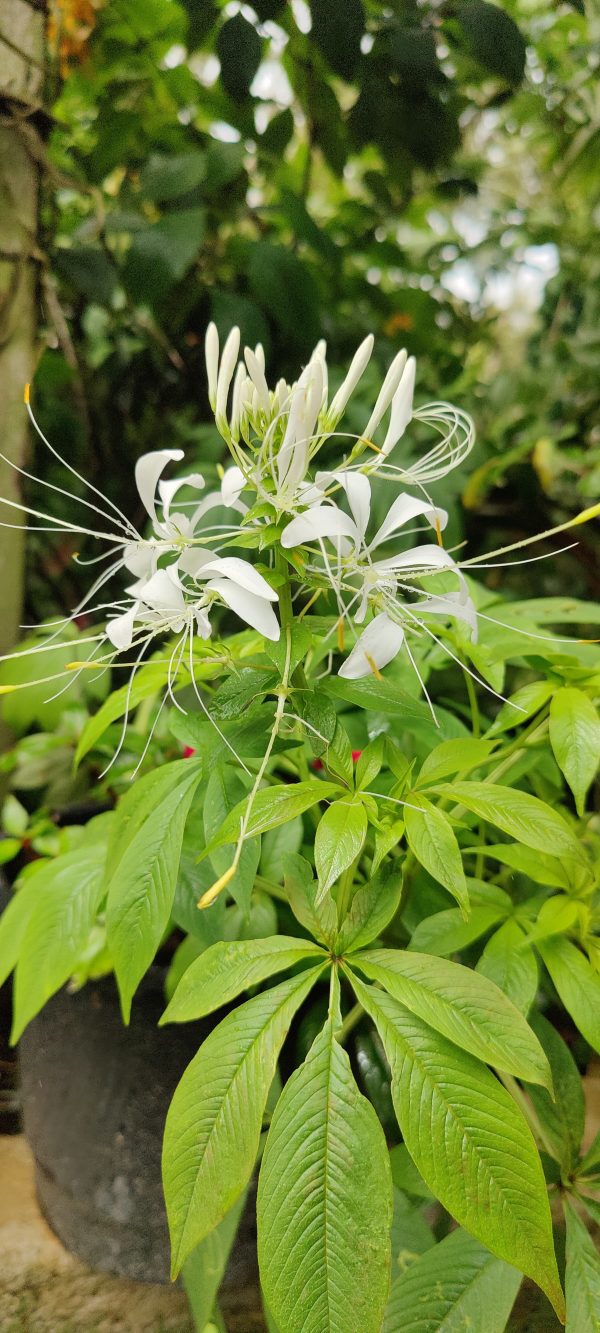 Cleome hassleriana 'White Queen' (Spider Flower) Plant - Image 2