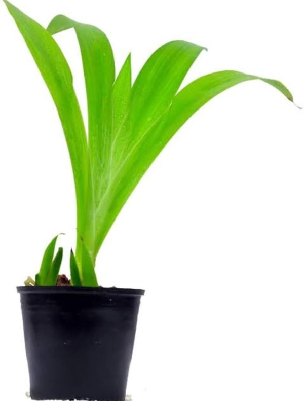 Xiphidium caeruleum - Image 2