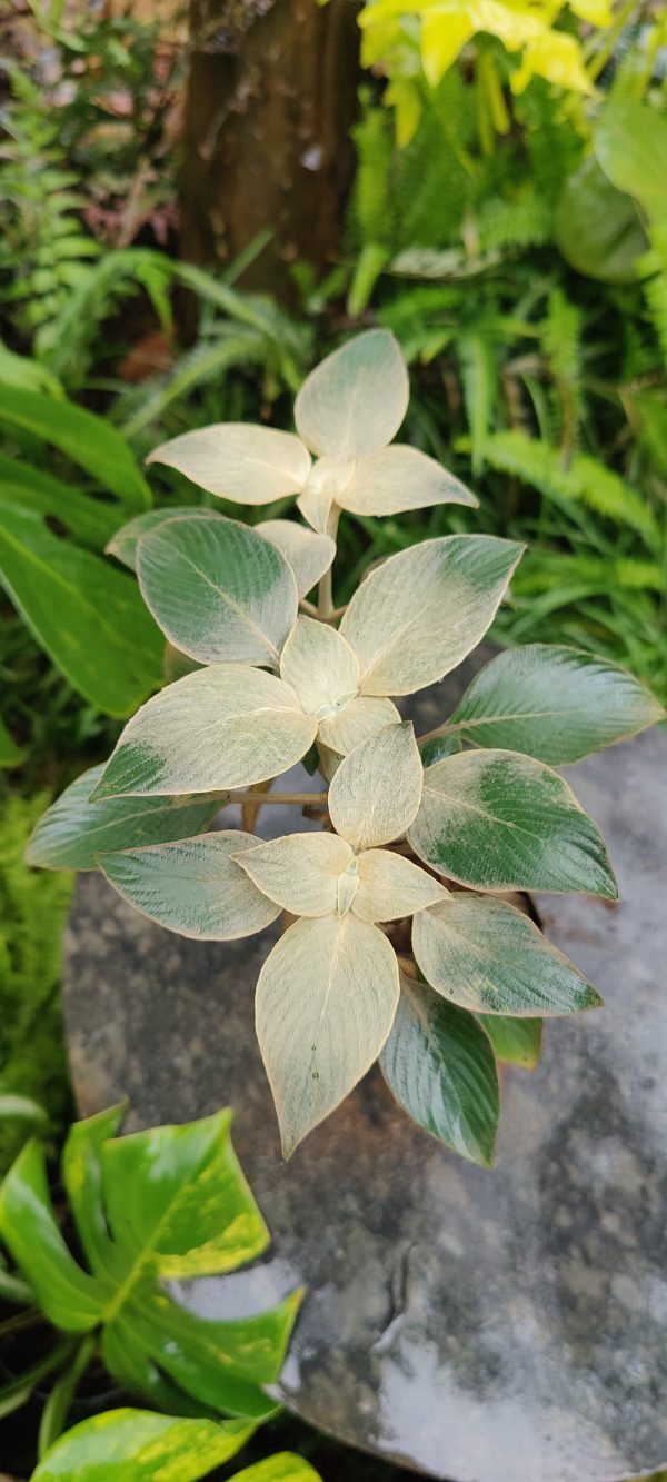 Persian Shield Silver  (Strobilanthes gossypinus) - Image 3