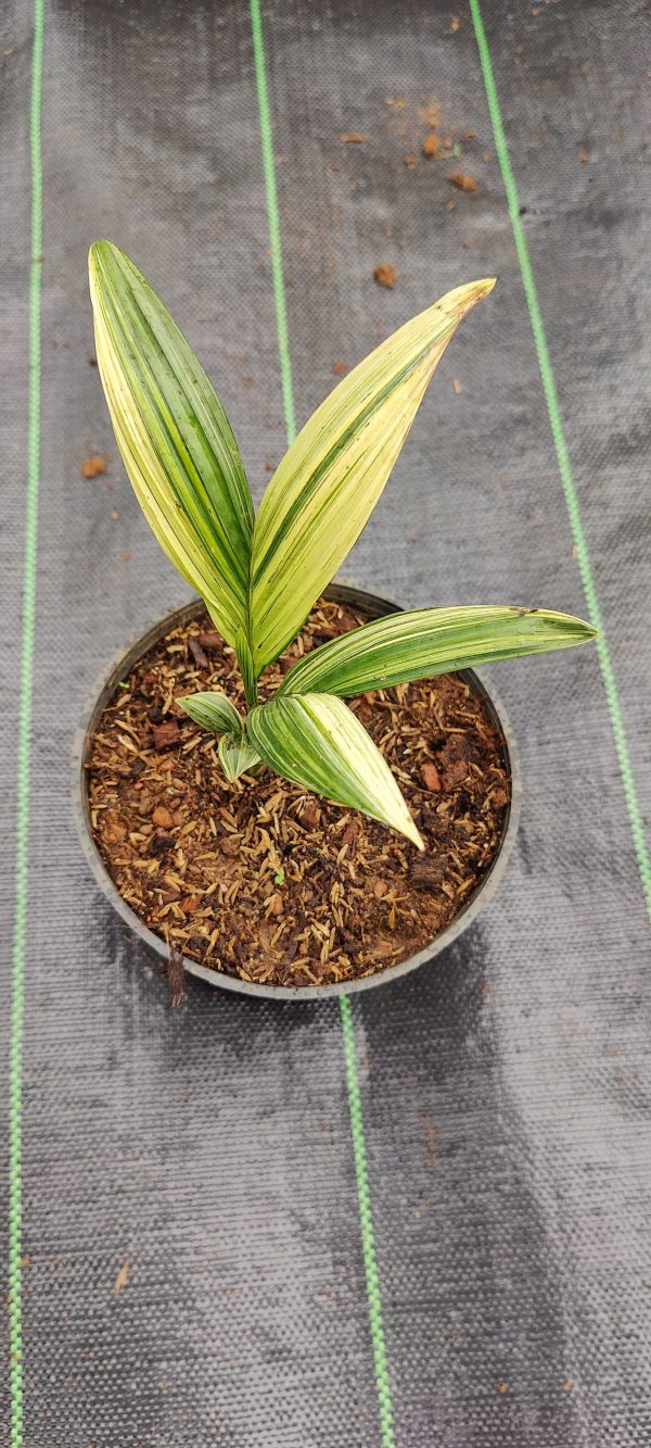 Areca Nut or Betel Nut Variegated - Image 3