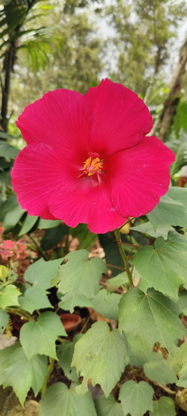 Land lotus( single petal ) - Image 2