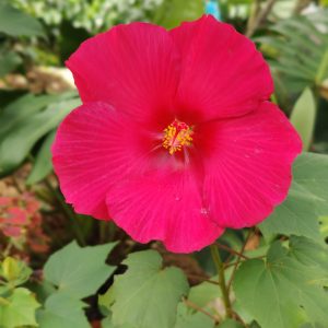 Land lotus( single petal )
