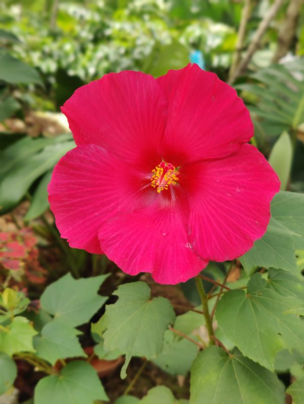 Land lotus( single petal )