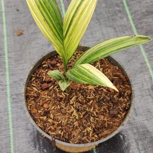Areca Nut or Betel Nut Variegated