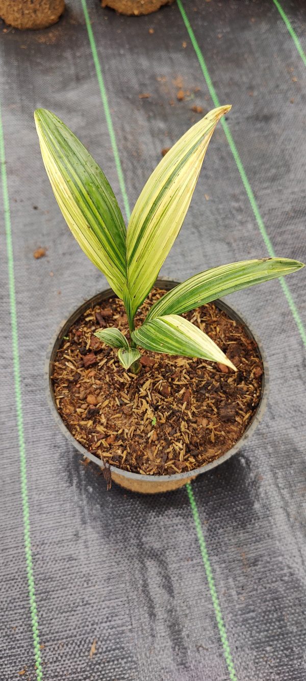 Areca Nut or Betel Nut Variegated