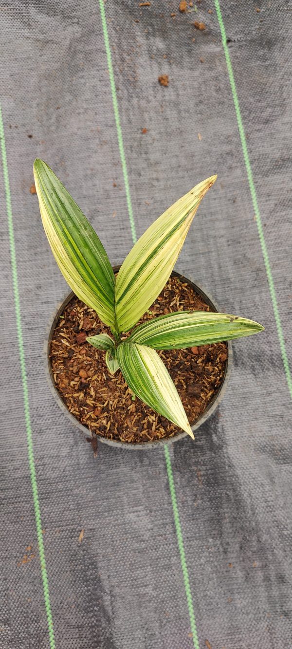 Areca Nut or Betel Nut Variegated - Image 2