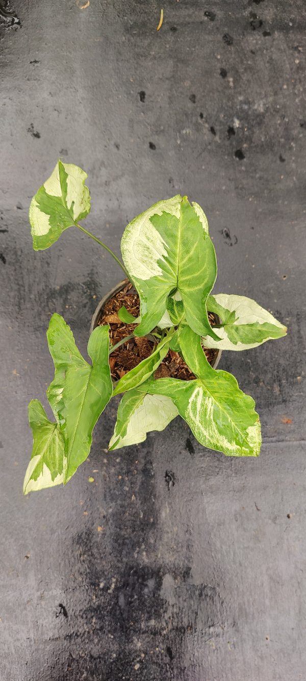 Syngonium Three Kings - Image 2