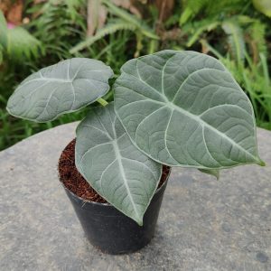 Alocasia ‘Maharani’