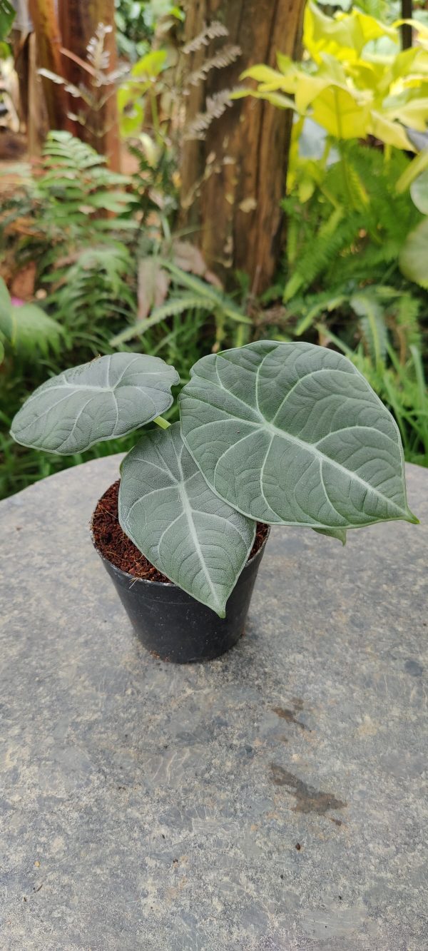 Alocasia ‘Maharani’