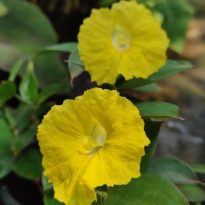 Monocostus uniflorus