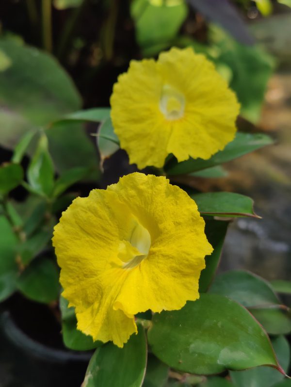 Monocostus uniflorus