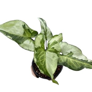 Syngonium Three Kings