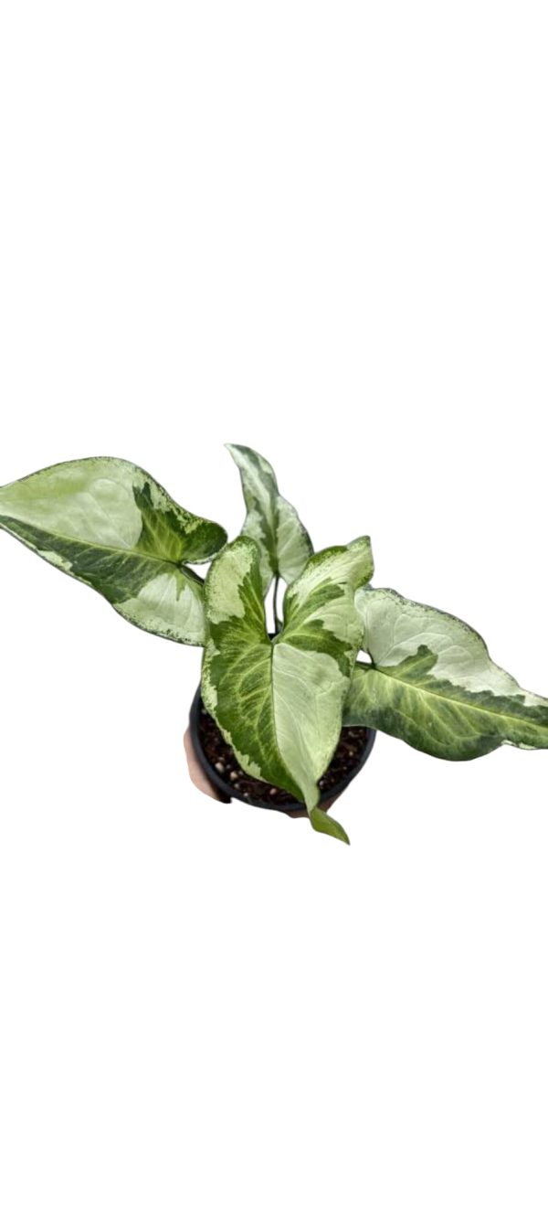 Syngonium Three Kings