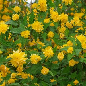 Kerria japonica “Pleniflora”